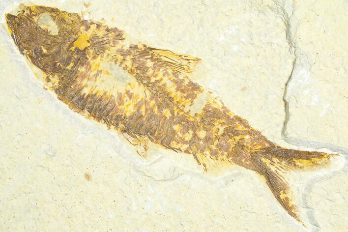 Detailed Fossil Fish (Knightia) - Wyoming #360721